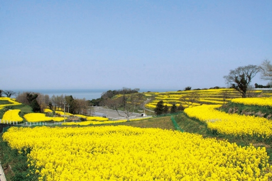 花とアートの岬　長崎鼻