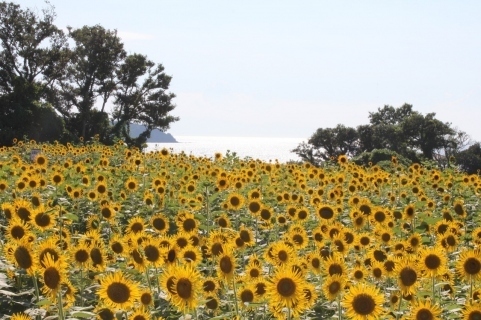 Nagasakibana -  Cape of Flower and Art